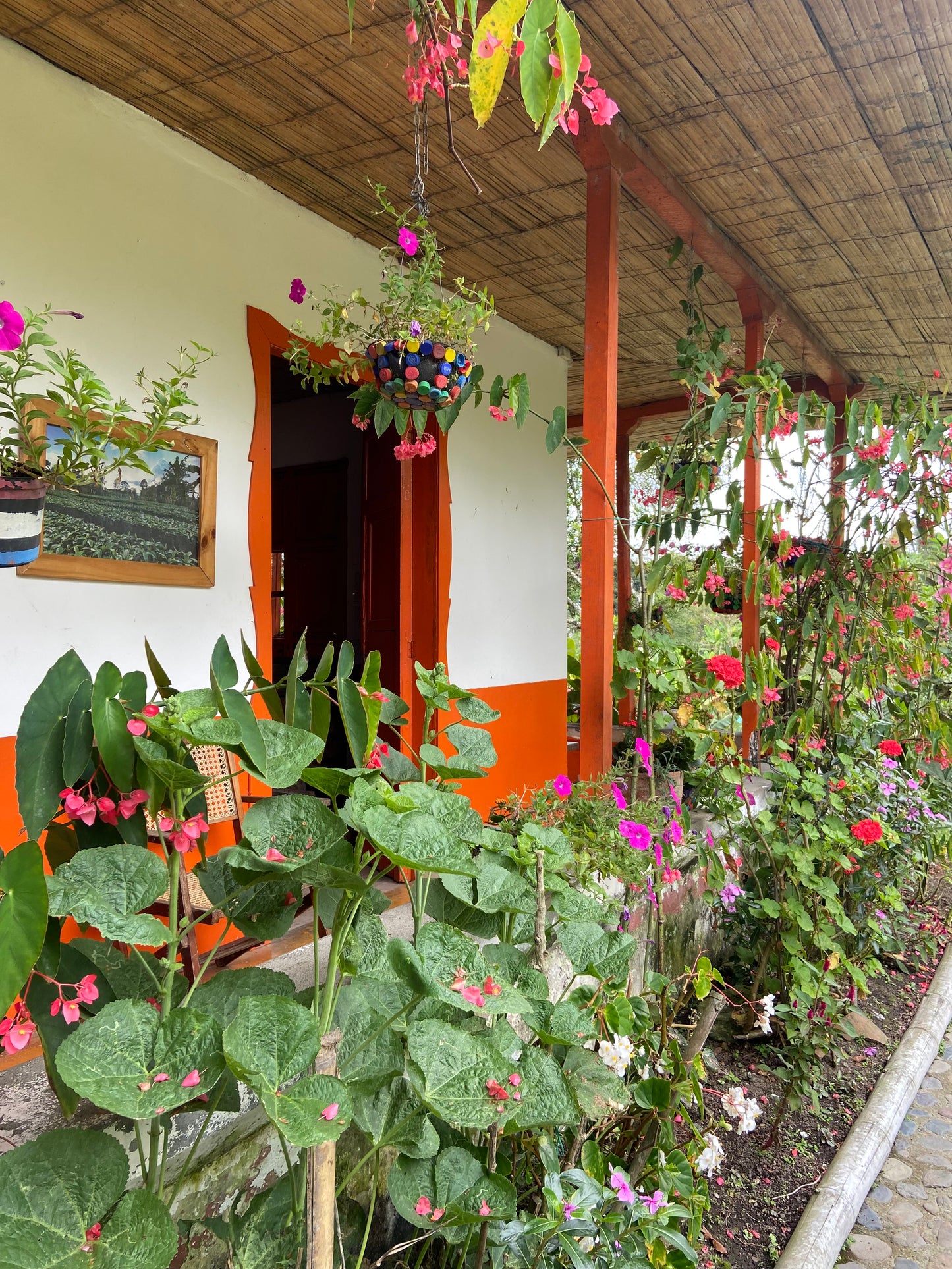 Colombia Quindio Jesus Bedoya & Angela Castaño