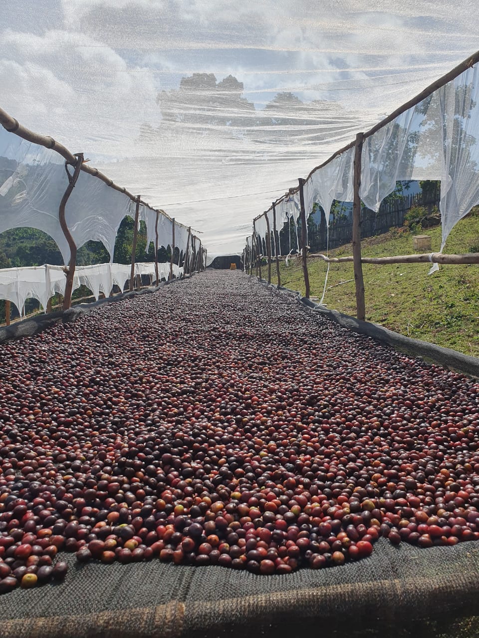 Ethiopia Sidama Solomon Hamiso Boku