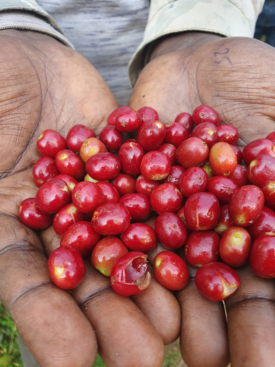 Ethiopia Sidama Solomon Hamiso Boku
