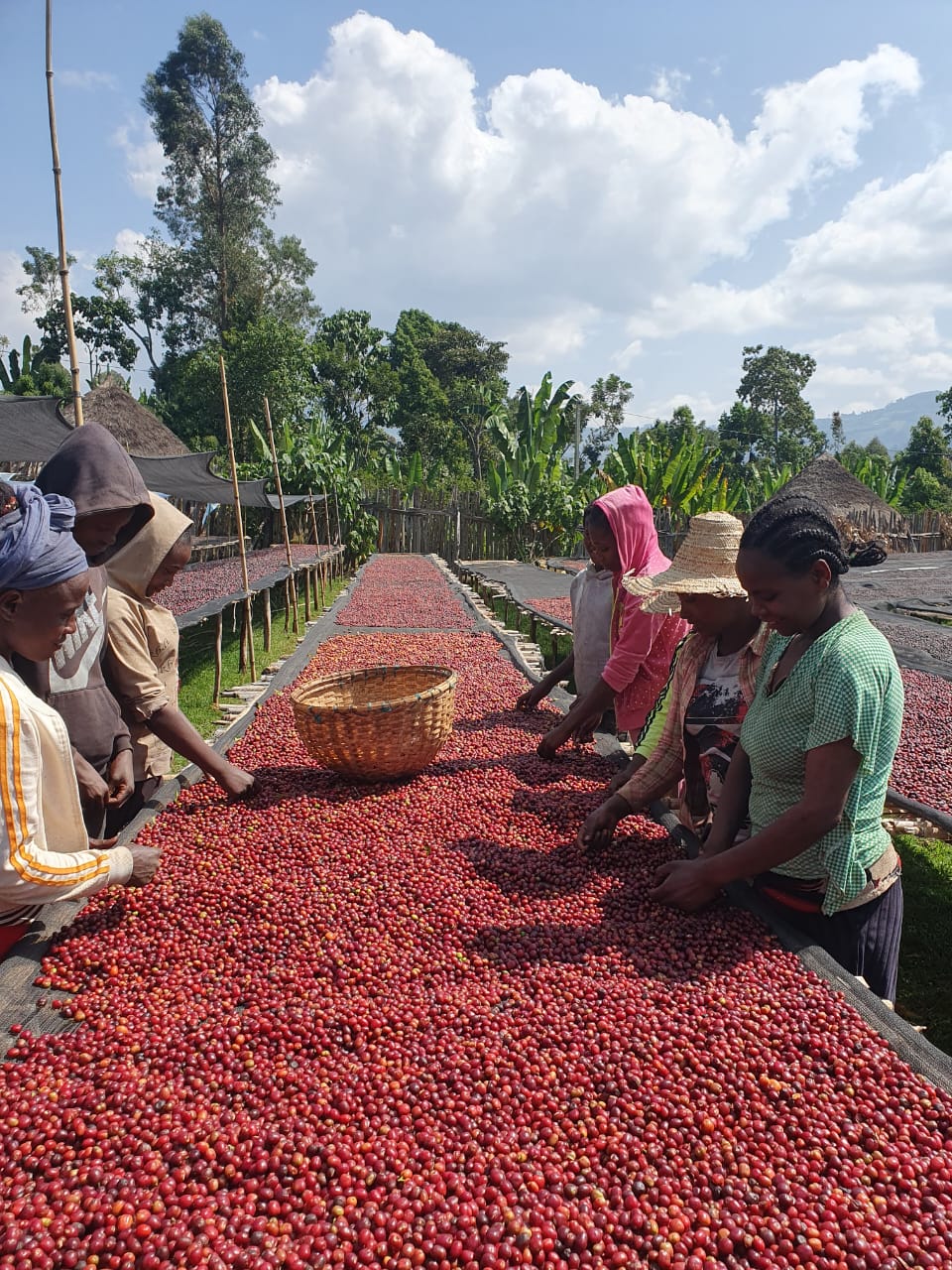 Ethiopia Sidama Solomon Hamiso Boku