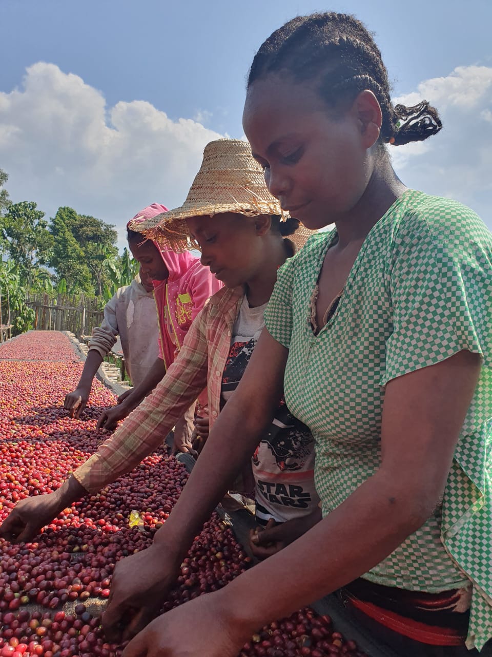 Ethiopia Sidama Solomon Hamiso Boku