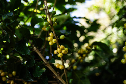Let’s Start with the Basics: A Full List of All Known Coffee Species