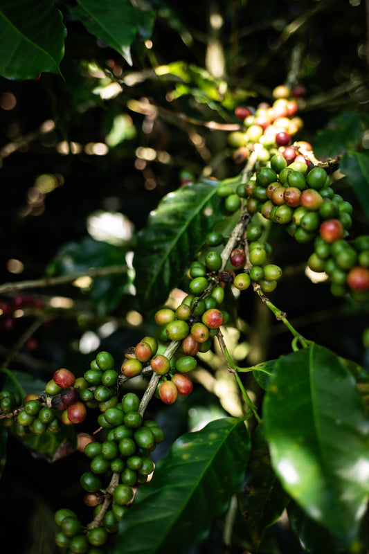 An Introduction to Varieties and a Study on Typica