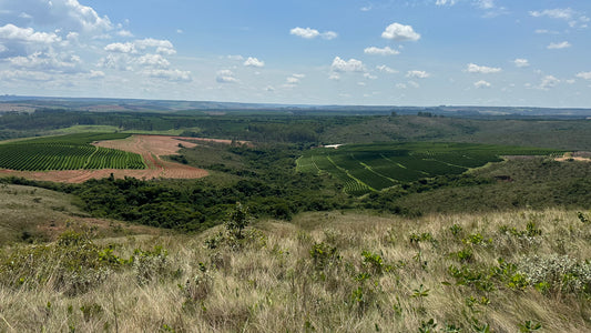 Brazil Cerrado Mineiro Rodomunho
