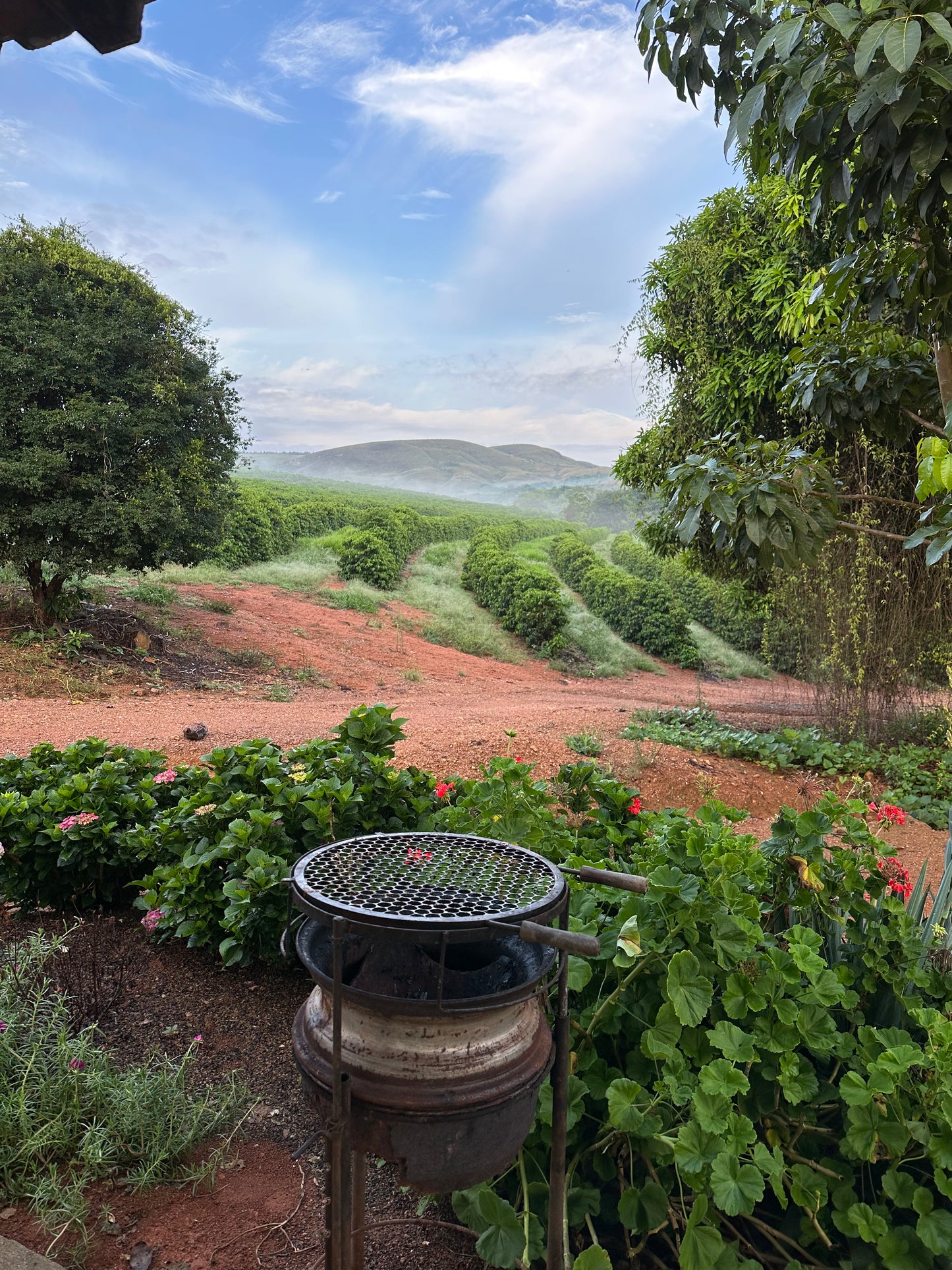 Brazil Cerrado Mineiro Rodomunho