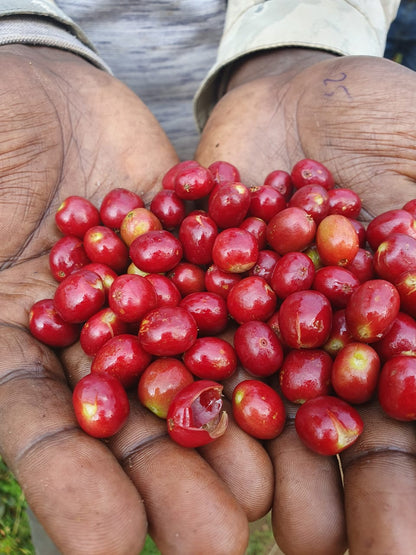 Ethiopia Sidama Solomon Hamiso Boku