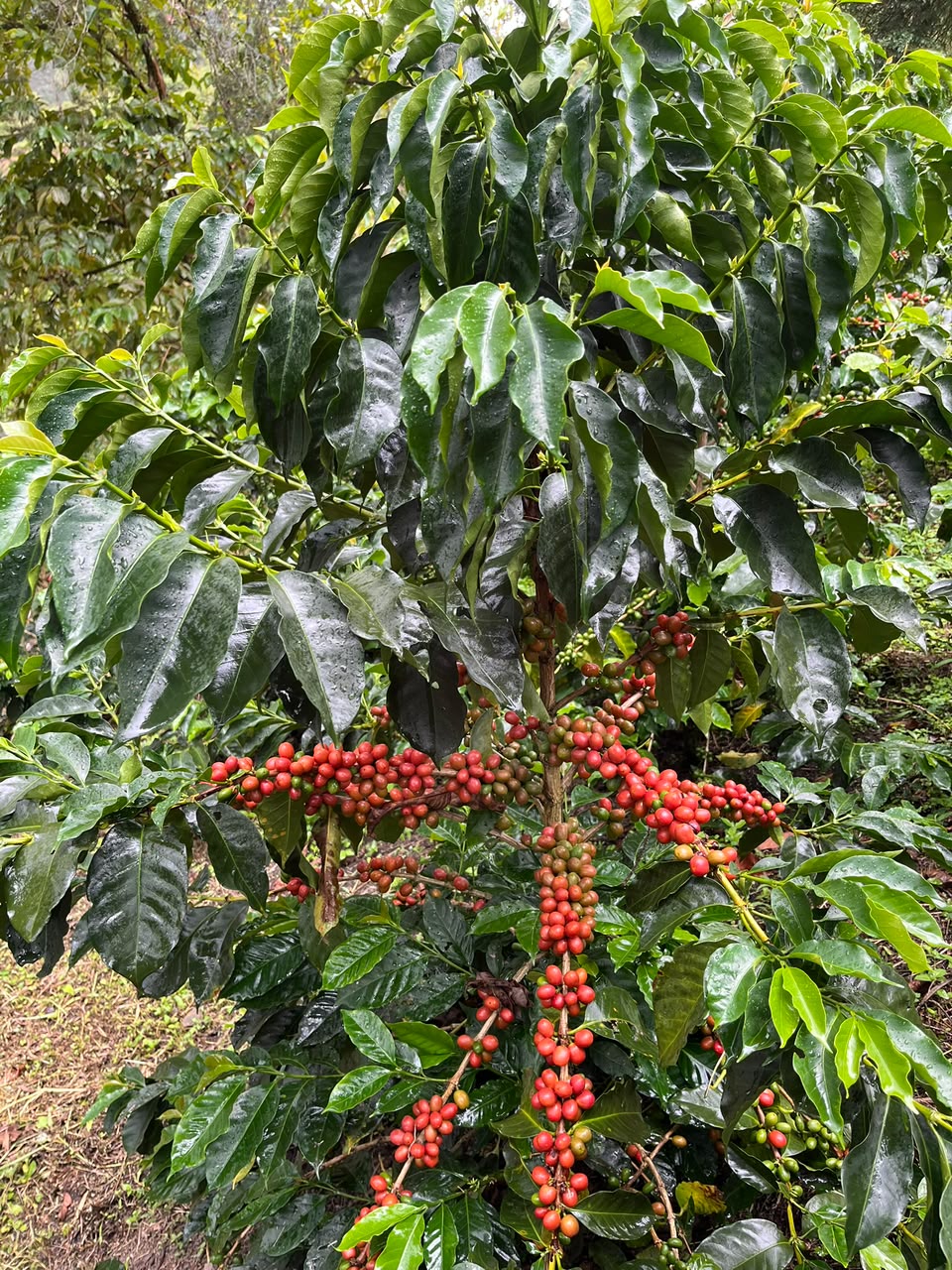 Colombia Inza Alejandro Ariza
