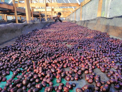 Honduras Comayagua Francia Kilgore
