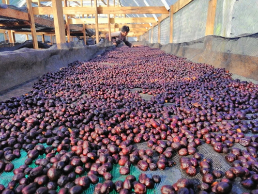 Honduras Comayagua Francia Kilgore
