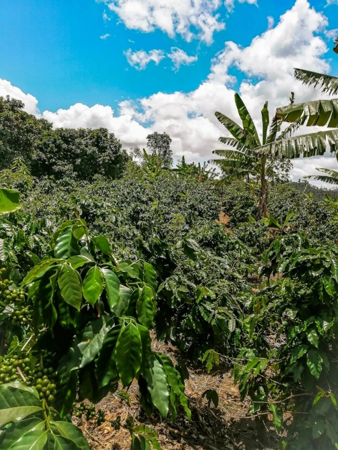 Honduras Comayagua Francia Kilgore